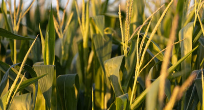 Close up of green grass