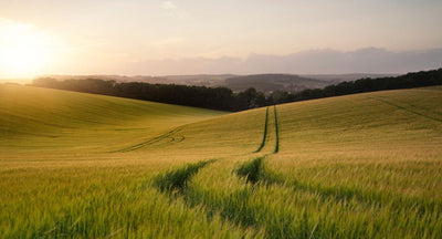 Trails in a feild of grass with mountains in the background. Scenic Picture. 