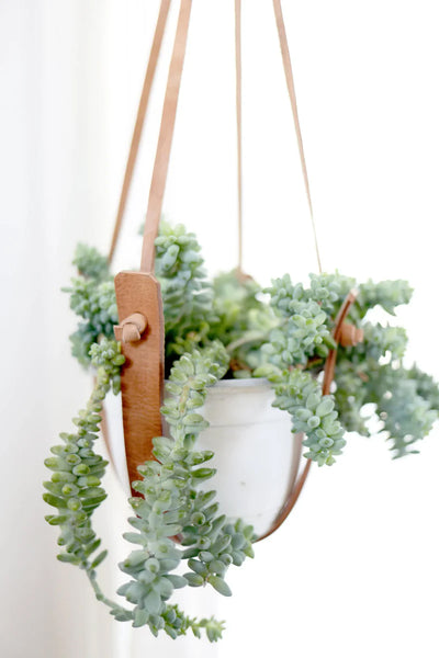 plant hanger leather Leather Plant Hanger